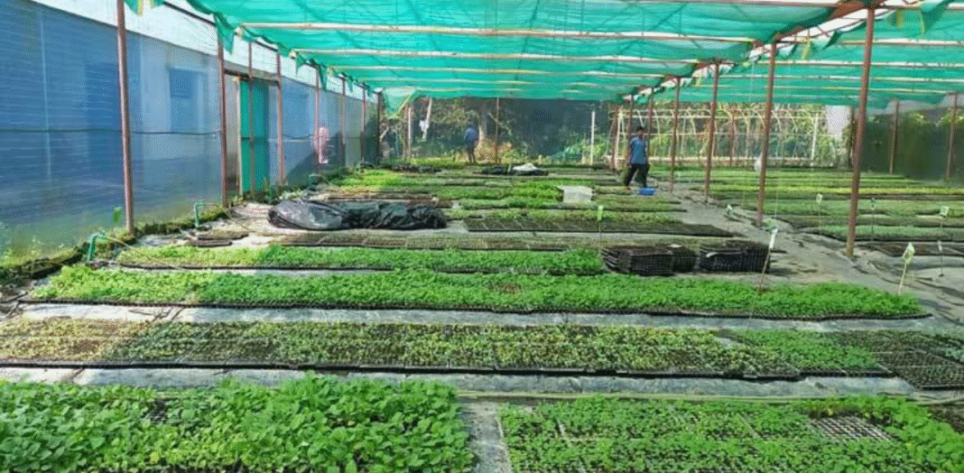 মাটির বদলে কোকোপিটে সবজির চারা উৎপাদন